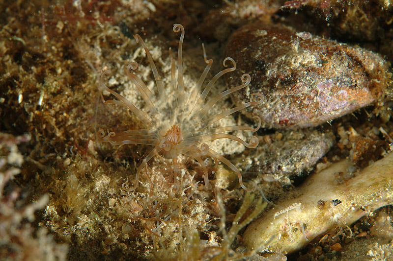 Arachnanthus oligopodus